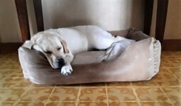 Chloe.jpeg