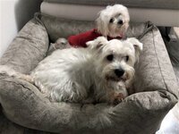 IMG-20181207-WA0000.jpg