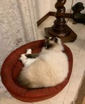 gatto su ovale.jpeg